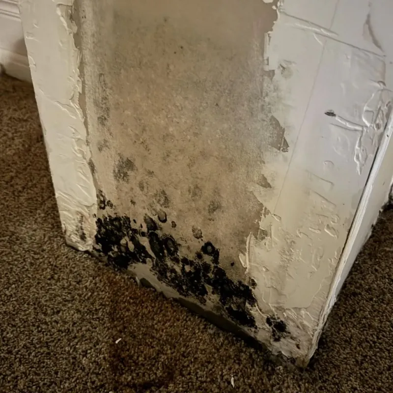 Professional Mold Removal in Alcorn County, MS